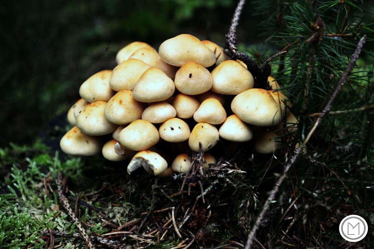 Chalet Le Forestier Bullange Luaran gambar